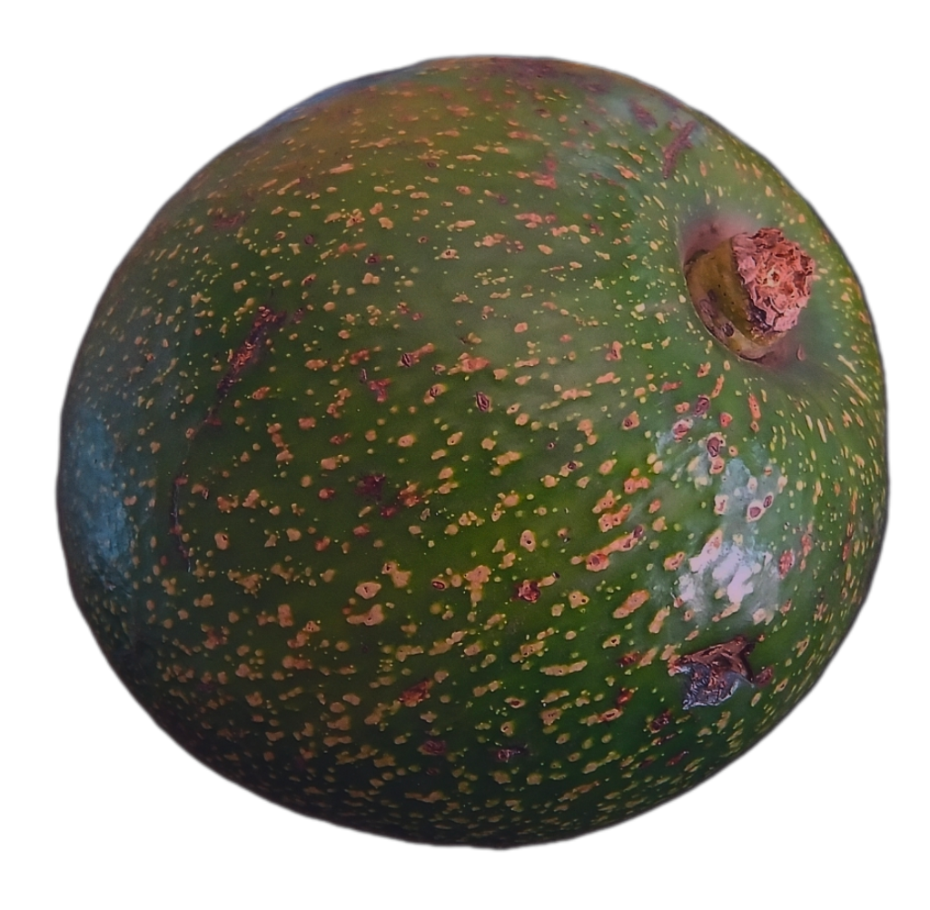 Avocado 1pc