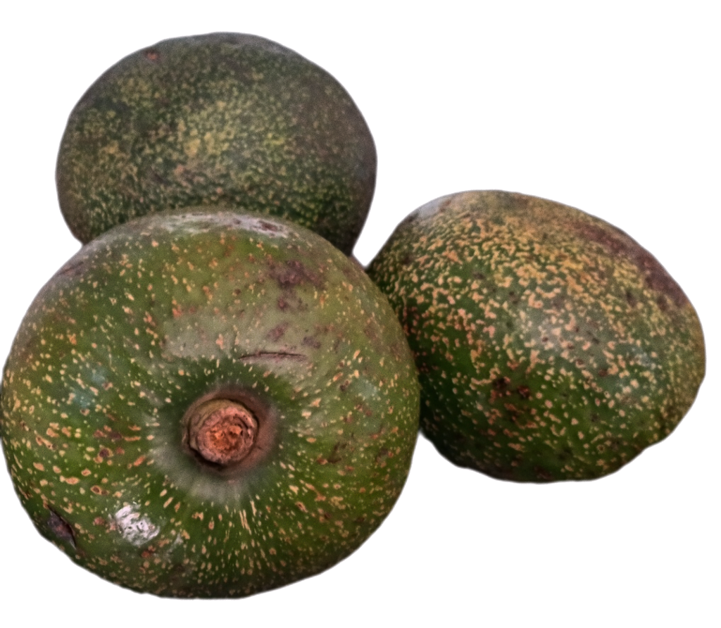 Avocado 3pc